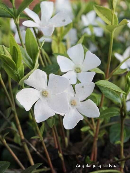 Žiemė mažoji (Vinca minor) 'White Power'